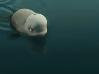 نهنگ سفید شجاع-Katak: The Brave Beluga