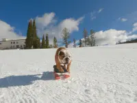 سگ اسکی باز-Powder Pup5
