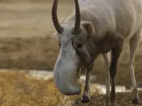 Planet Earth III -سیاره زمین ۳