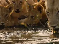 بهشت نجات: یک داستان خانوادگی-Surviving Paradise: A Family Tale5