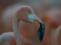 Planet Earth III -سیاره زمین ۳-2