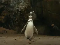 دوست پنگوئن من-My Penguin Friend2