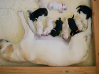 Inside the Mind of a Dog-درون ذهن یک سگ۱