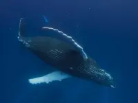 کاوشگران اقیانوس-OceanXplorers4