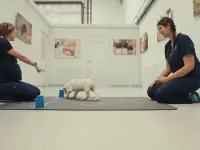 Inside the Mind of a Dog-درون ذهن یک سگ۲
