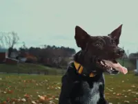 Inside the Mind of a Dog-درون ذهن یک سگ