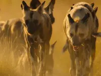 بهشت نجات: یک داستان خانوادگی-Surviving Paradise: A Family Tale1