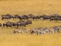 بهشت نجات: یک داستان خانوادگی-Surviving Paradise: A Family Tale